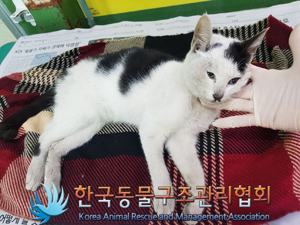 한국동물구조관리협회_441398202300429